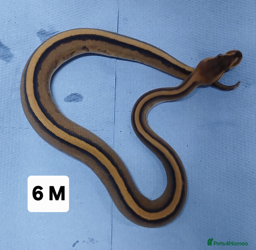 Python Snake reptiles for sale: Hatchling Royal Pythons Males  - Advert 12