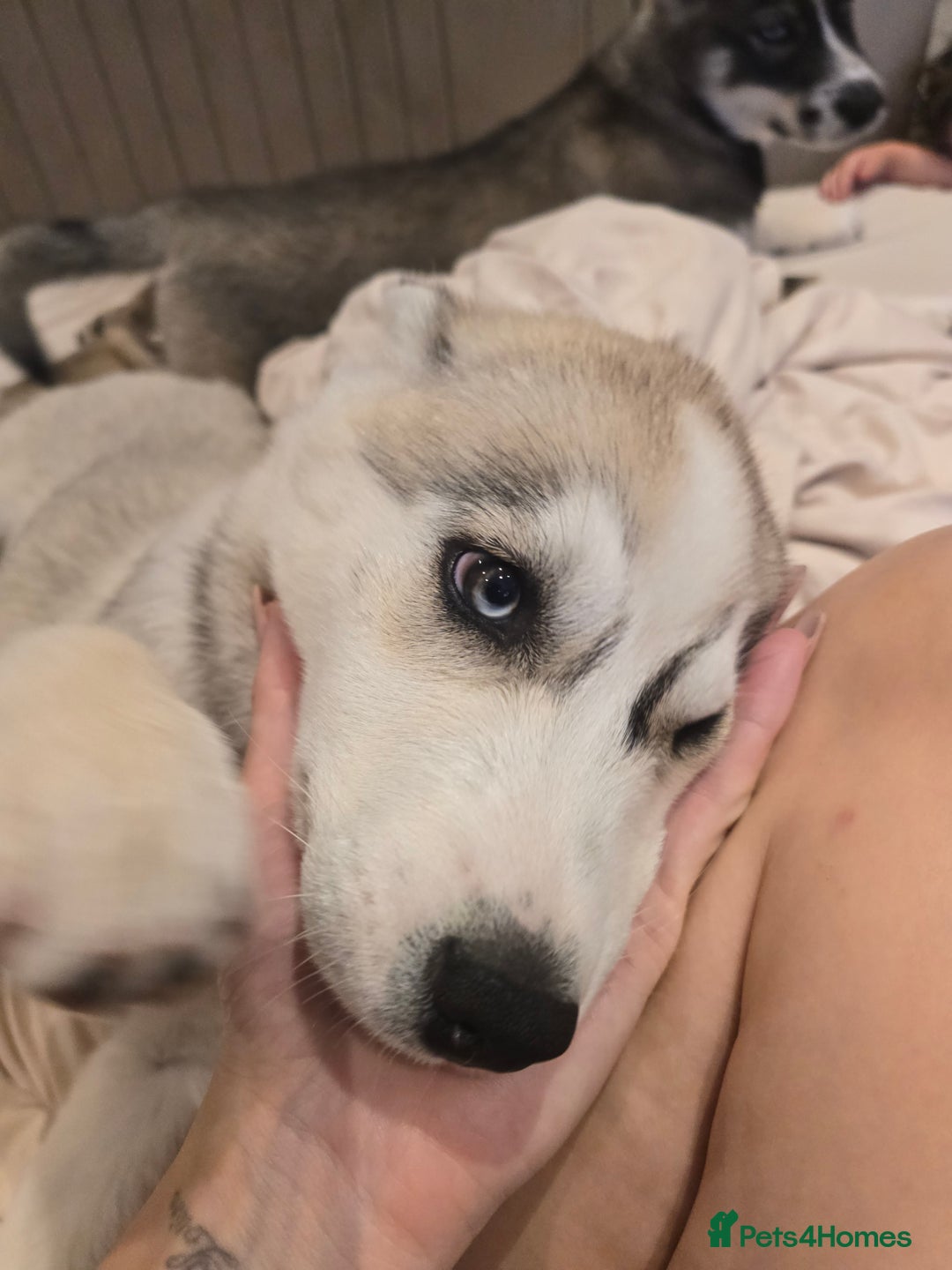 Siberian Husky dogs for sale: Stunning Pure siberian husky pups - Image 6