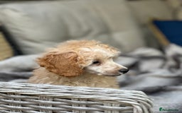 Toy Poodle dogs for sale: Singleton hand reared toy poodle !  - Image 6