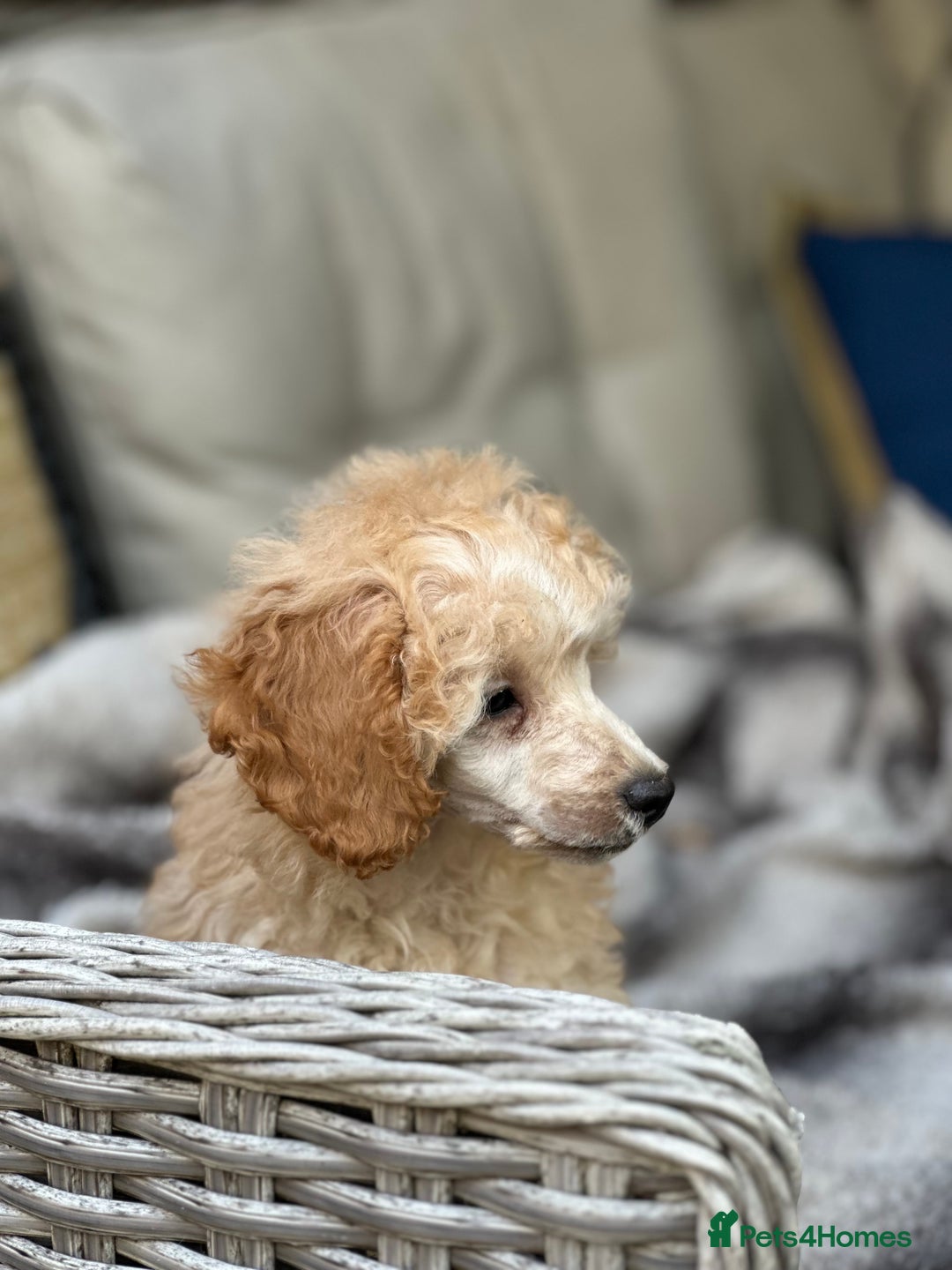 Toy Poodle dogs for sale: Singleton hand reared toy poodle !  - Image 6