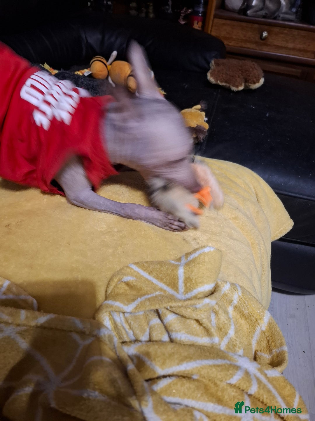 Mexican Hairless dogs for sale: Beautiful little boy 18week old - Advert 13