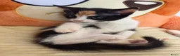Domestic Shorthair cats for sale: Adorable Kittens Looking for Loving Homes in Willenhall - Advert 19