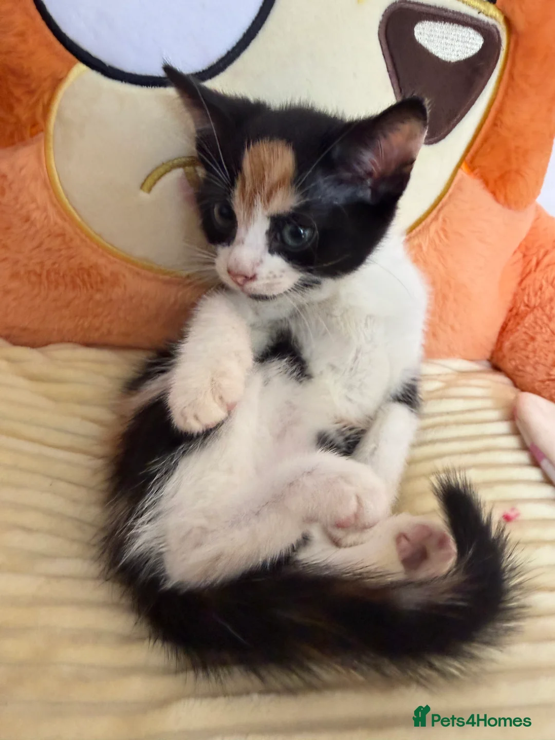 Domestic Shorthair cats for sale: Adorable Kittens Looking for Loving Homes in Willenhall - Advert 19