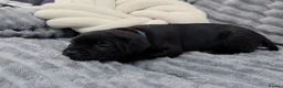 Staffordshire Bull Terrier dogs for sale: last boy True To size Bullscaff bloodline  - Advert 7