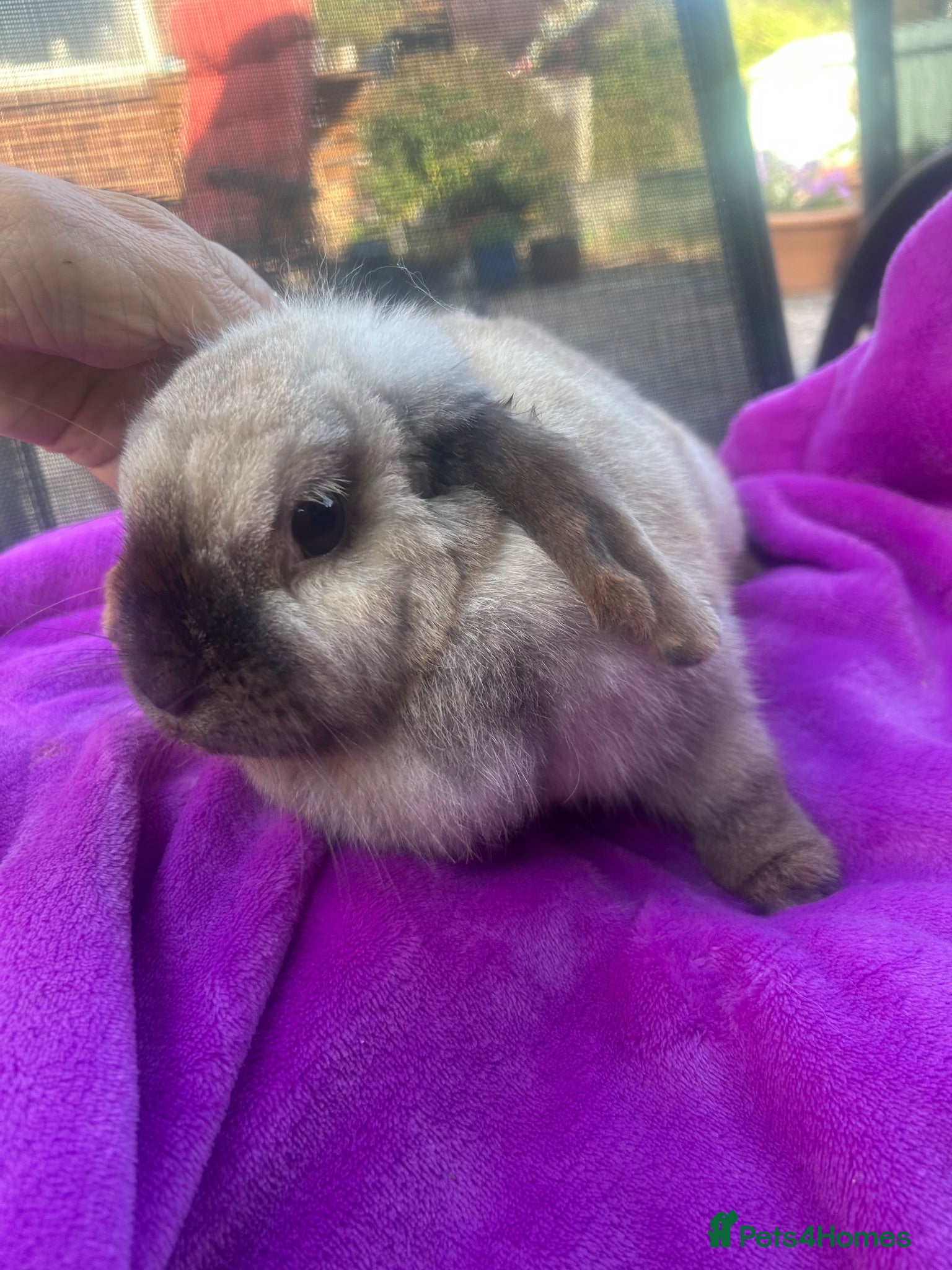 Mini Lop rabbits Beautiful very friendly 1 year old female mini lop - Advert 6