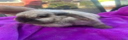 Mini Lop rabbits for sale: Beautiful very friendly 1 year old female mini lop - Advert 1