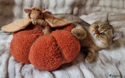 British Shorthair cats for sale: GOLDEN & COLOURPOINT BSH KITTENS, READY TO GO! - Image 9