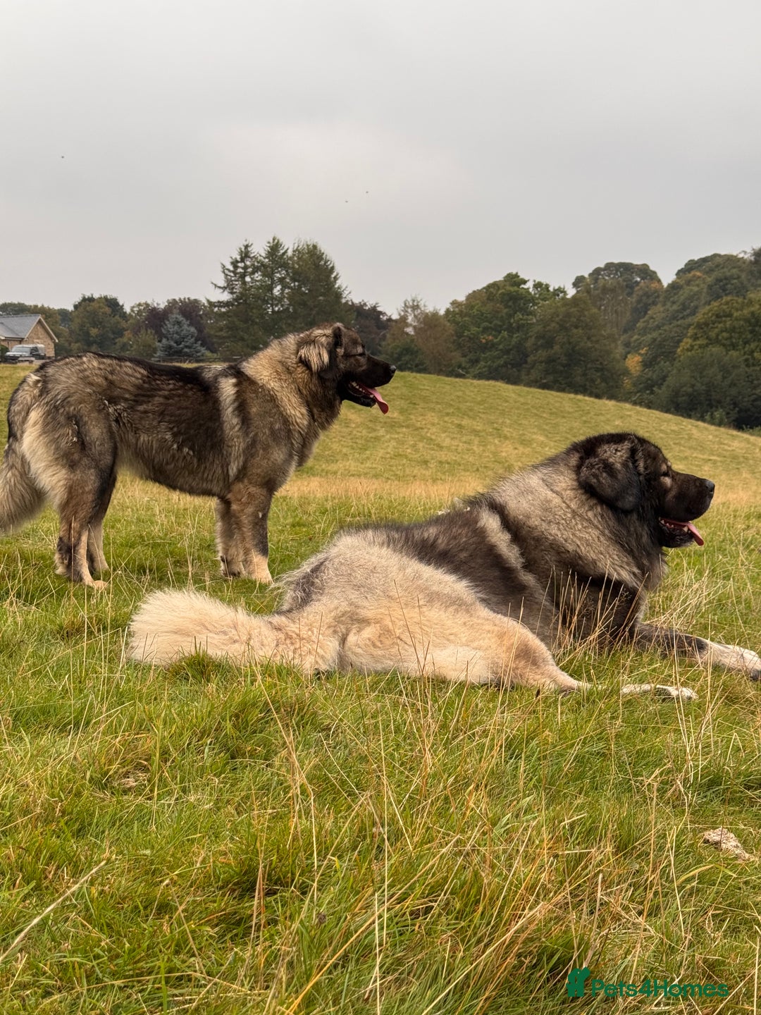 Caucasian Shepherd Dog dogs for sale: Caucasion Shepherd Puppies - Advert 3