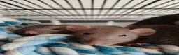Rat rodents for sale: Baby rats! Mixed sexes and colours in Sheffield - Advert 10