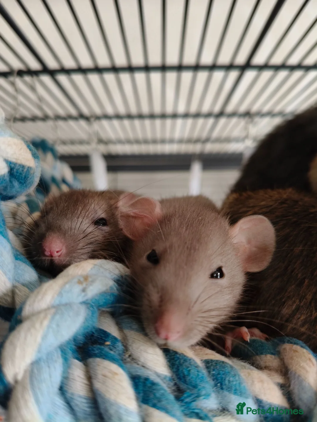 Rat rodents for sale: Baby rats! Mixed sexes and colours in Sheffield - Advert 10