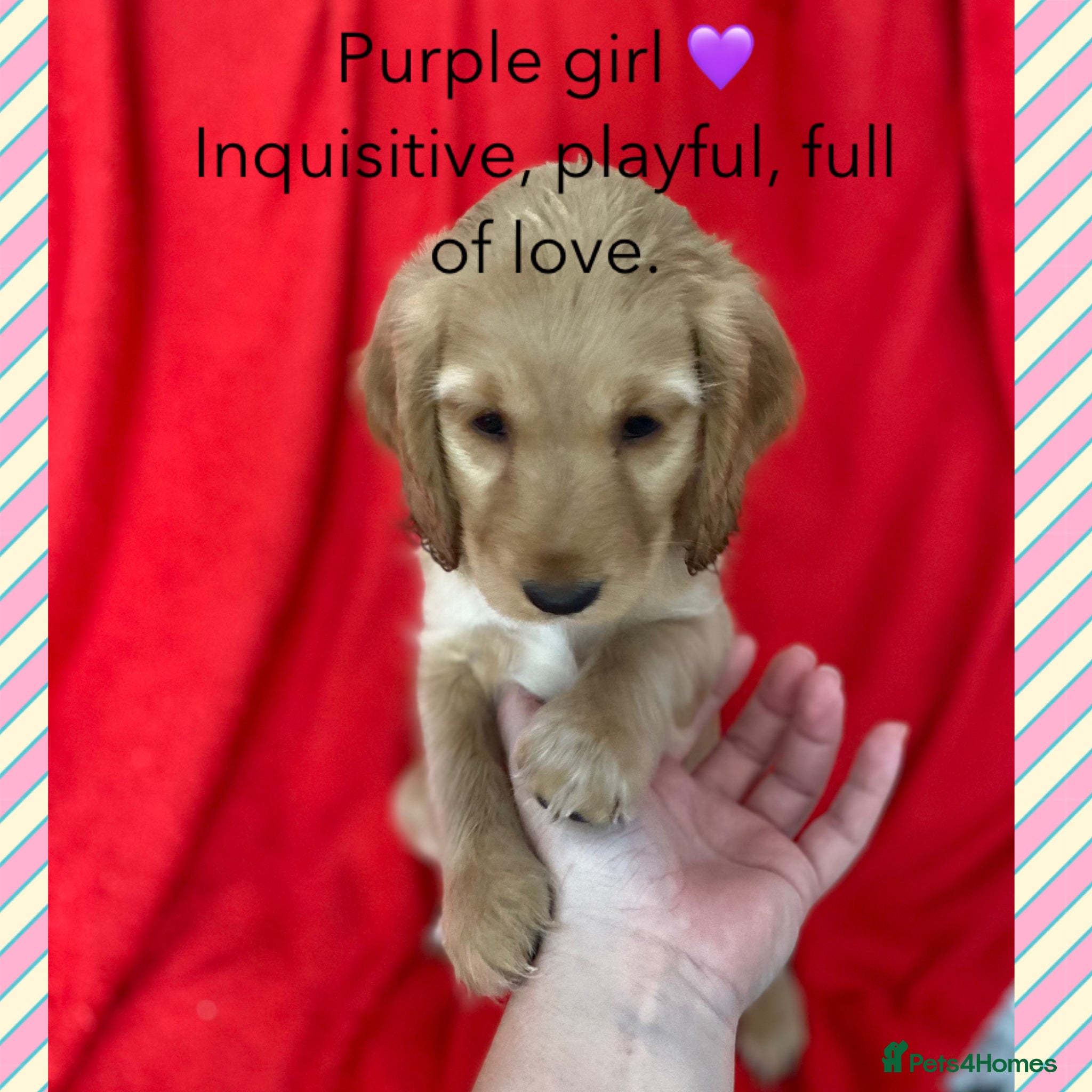 Cockapoo dogs Ready now! Beautiful Home-Raised Cockapoo Pups - Advert 3