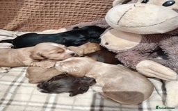 Cocker Spaniel dogs for sale: Pedigree Show Cocker Spaniel - Image 6