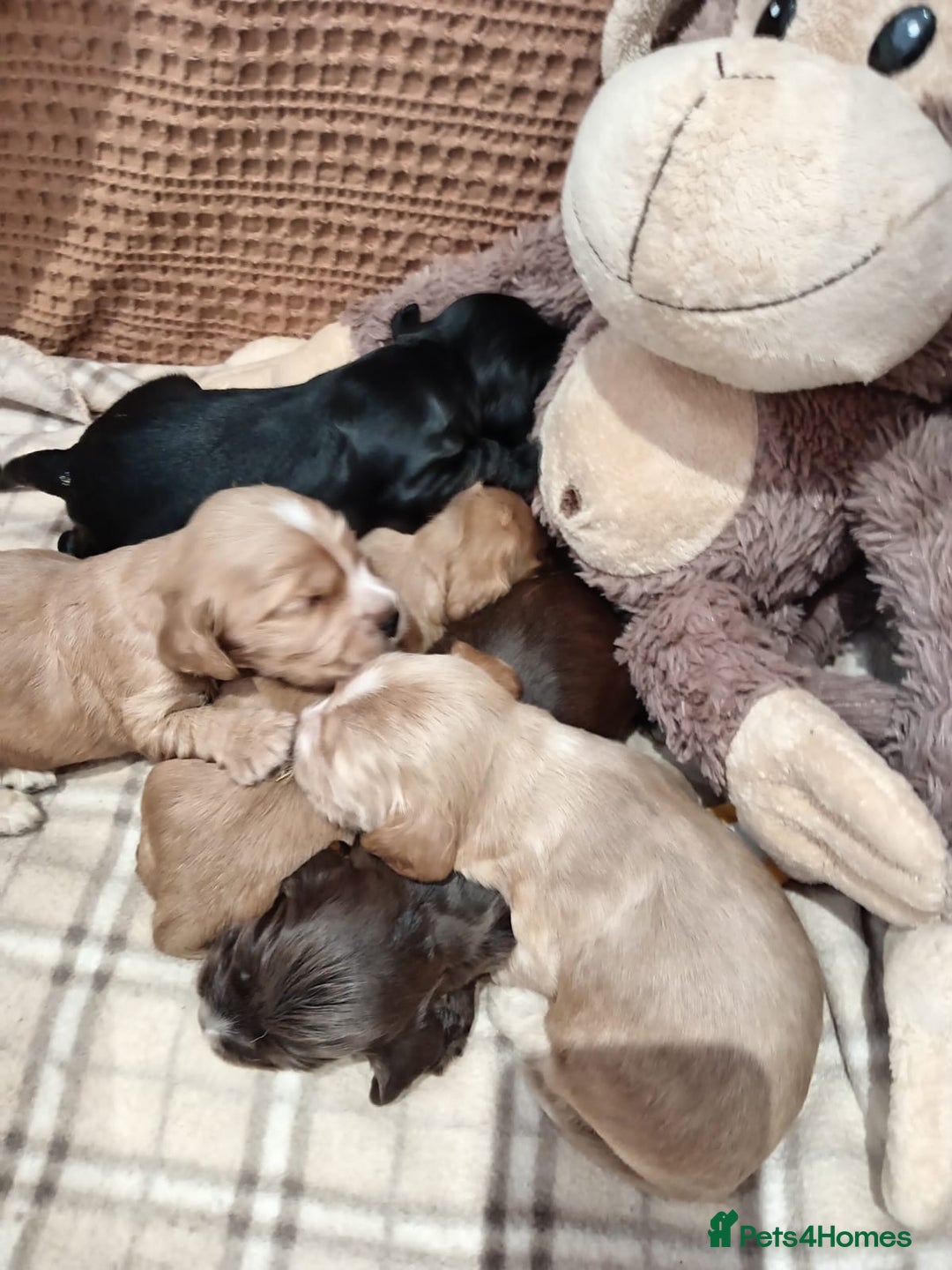 Cocker Spaniel dogs for sale: Pedigree Show Cocker Spaniel - Image 6
