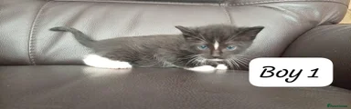 Ragdoll 2