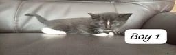 Mixed Breed cats for sale: Ragdoll mum and British short blue dad in Great Yarmouth - Advert 7
