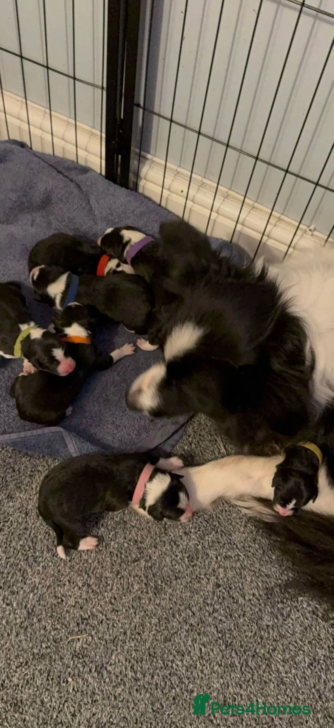 Border Collie dogs for stud: ISDS&KC Fully Tested Border Collie for Stud in Bicester - Advert 9