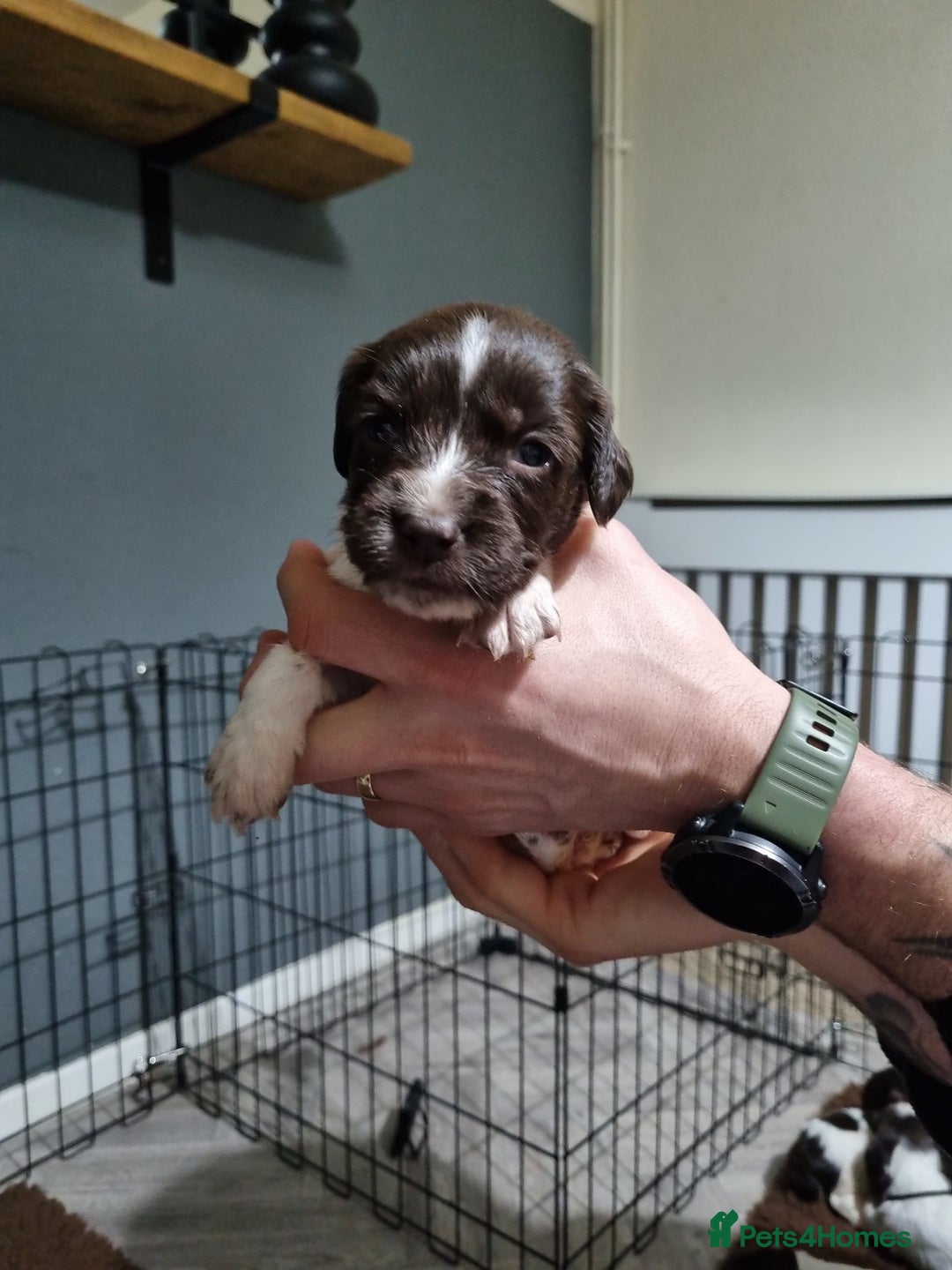 English Springer Spaniel dogs for sale: KC registered English Springer Spaniel puppies 🐾 - Advert 20