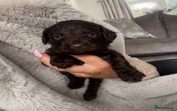 Cockapoo dogs for sale: Cockerpoos  - Image 3