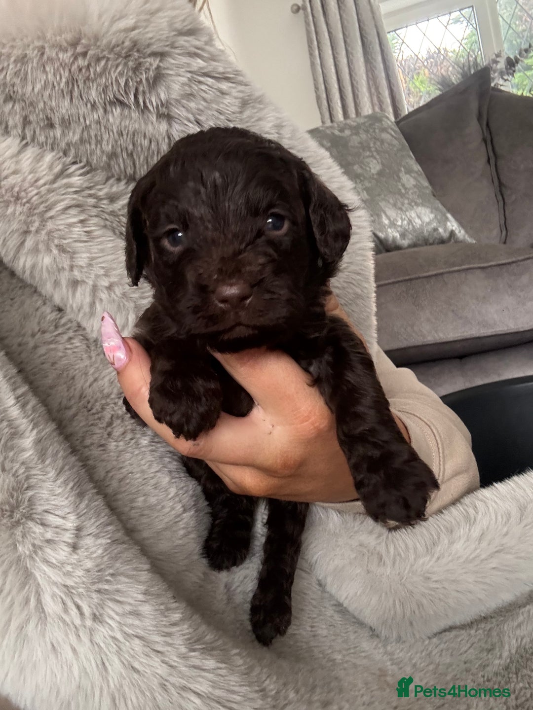 Cockapoo dogs for sale: Cockerpoos  - Image 3