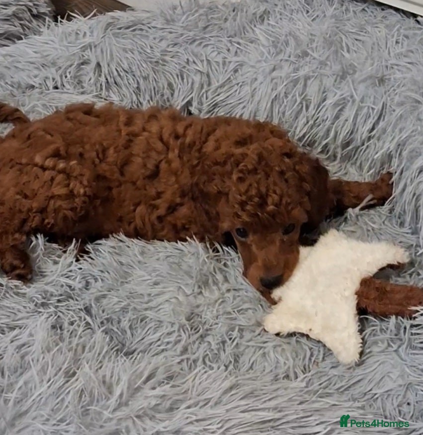 Miniature Poodle dogs 🧡Pedigree Red Miniature Poodle GIRL DNA tested🧡 - Advert 8
