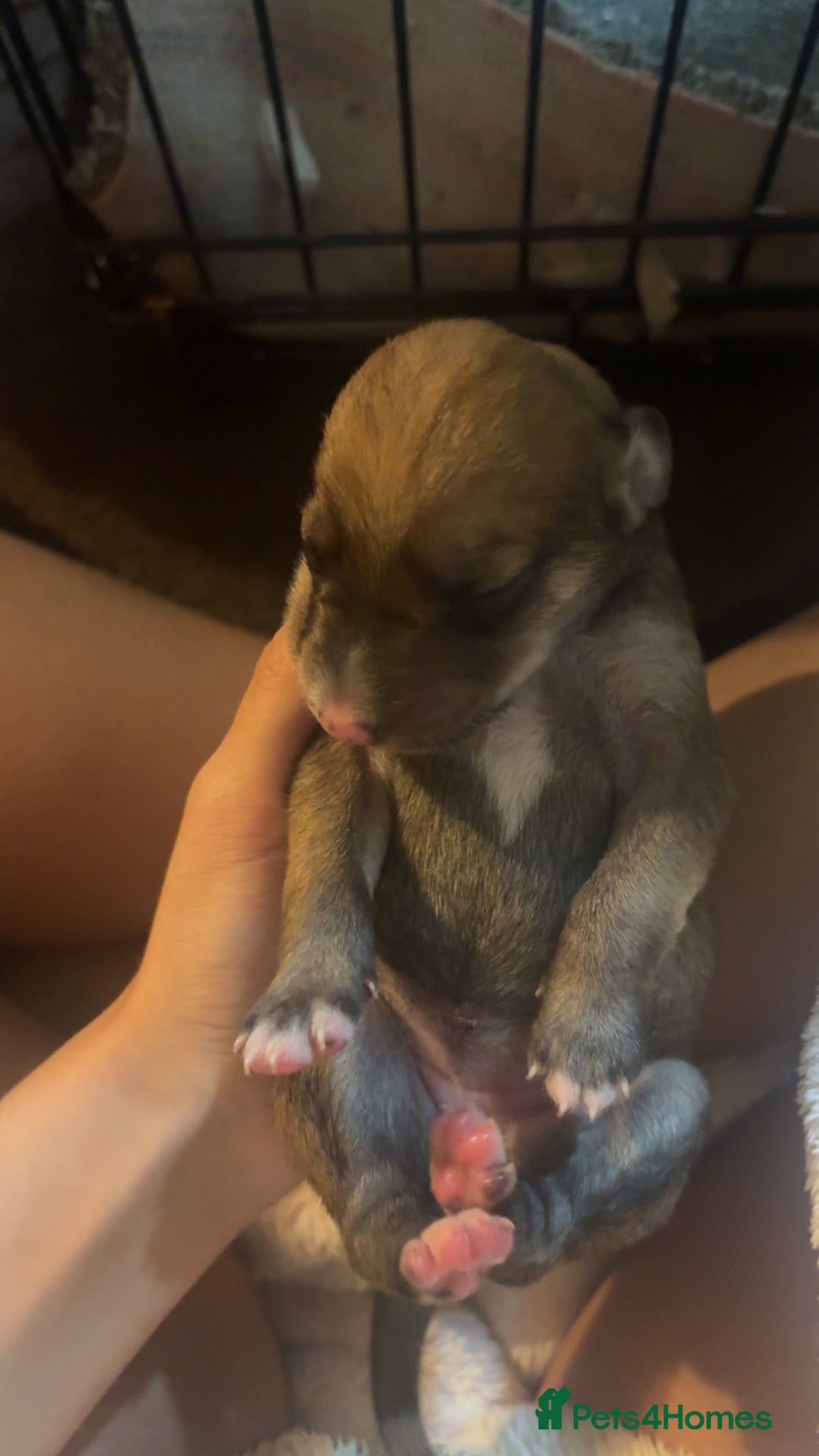 Mixed Breed dogs for sale: Whippet cross lurcher poodle puppies  - Advert 4