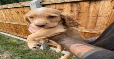 Cocker Spaniel dogs - Advert 2