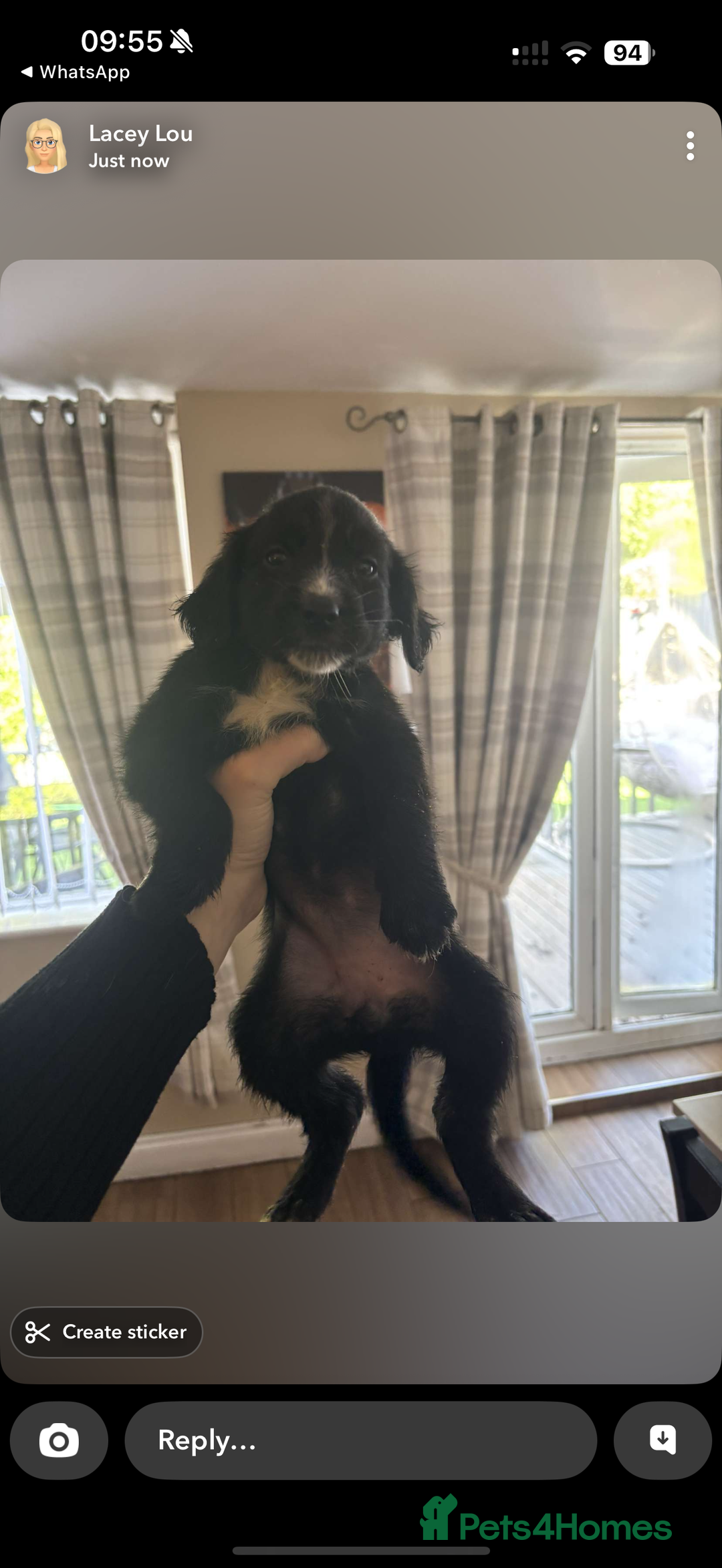 Cocker Spaniel dogs for sale: REDUCED Cocker spaniel puppies  - Image 5