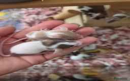Mouse rodents for sale: Fancy mouse waiting list in Milton Keynes - Image 16