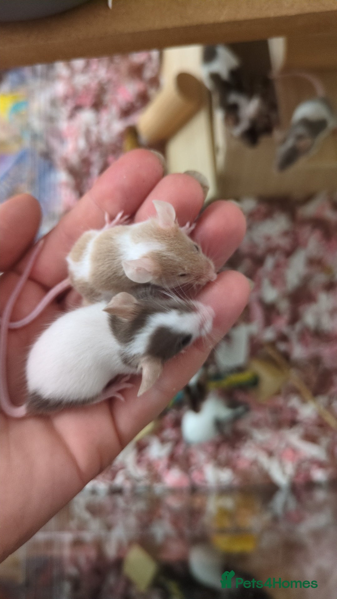 Mouse rodents for sale: Fancy mouse waiting list in Milton Keynes - Image 16