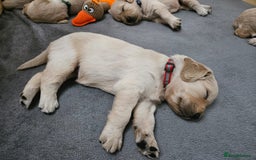 Golden Retriever dogs for sale: Golden retriever puppies - Image 20