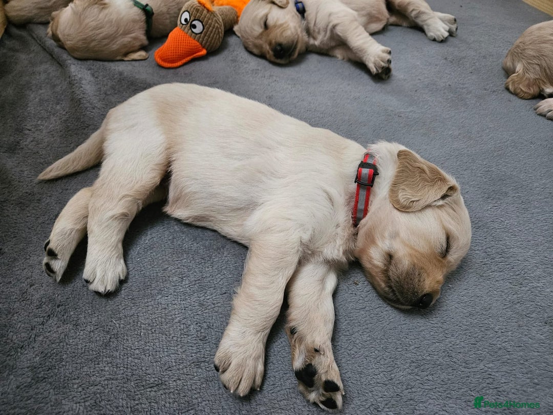 Golden Retriever dogs for sale: Golden retriever puppies - Image 20