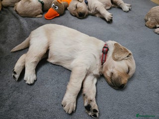 Golden Retriever Puppy 6