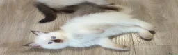 Ragdoll cats for sale: 2 beautiful fluffy ragdoll kittens - Advert 22