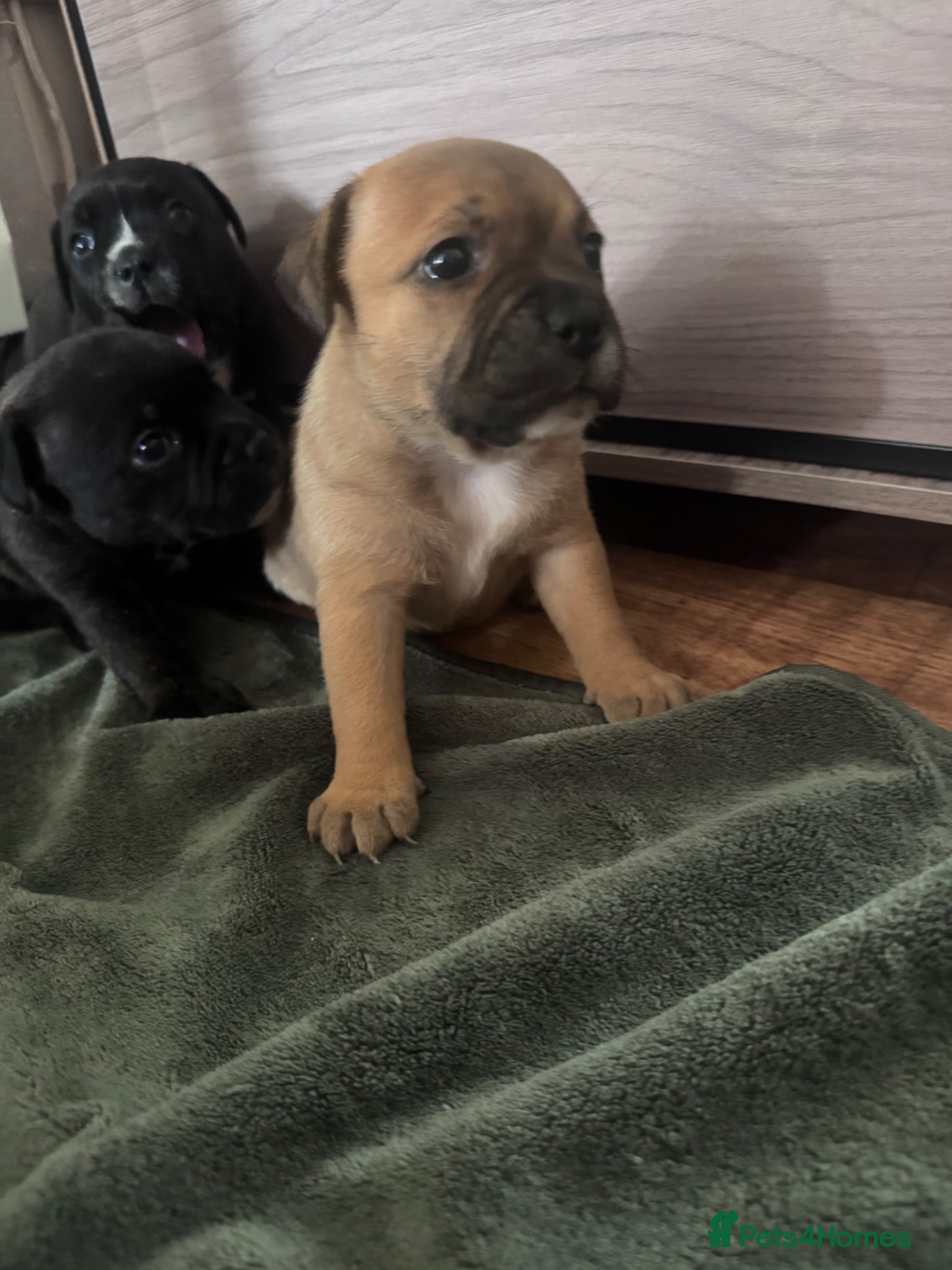 Staffordshire Bull Terrier dogs KC Staffordshire Bull Terrier - Advert 5