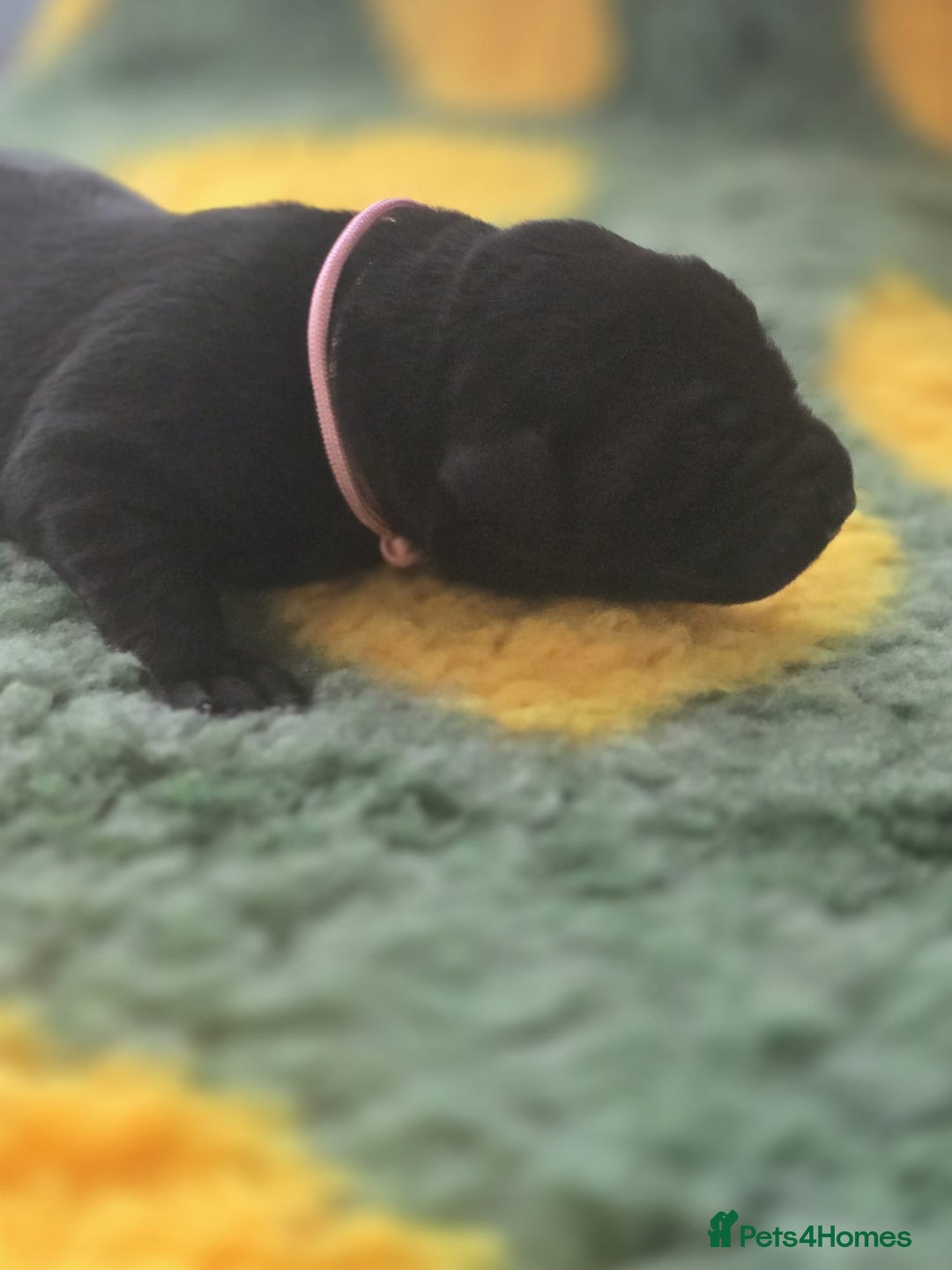 Labrador Retriever dogs for sale: KC Registered Labrador Puppies. - Advert 27