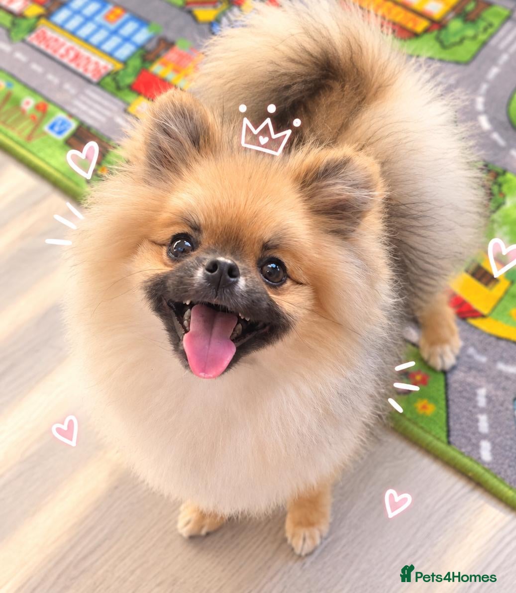 Pomeranian dogs Teddy beautiful pomeranian puppy - Advert 1