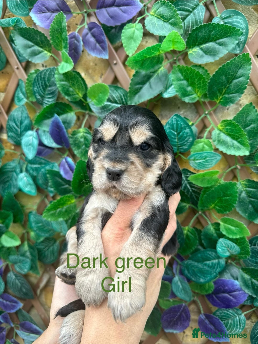 Cocker Spaniel dogs for sale: Superb show type cocker spaniel puppies.  - Image 4