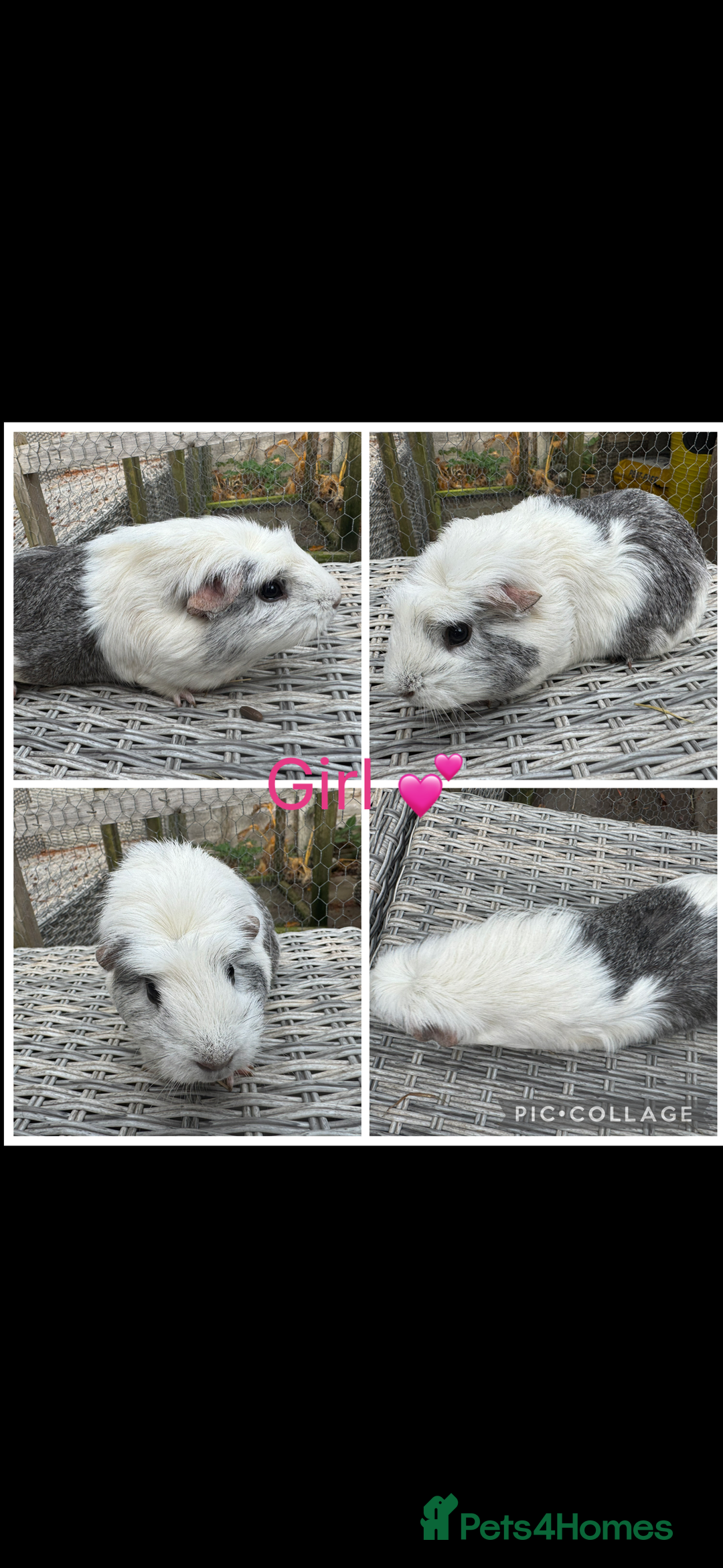 Guinea Pig rodents for sale: Female & Male Guinea pigs 👀 for new laps 🥰 - Advert 14
