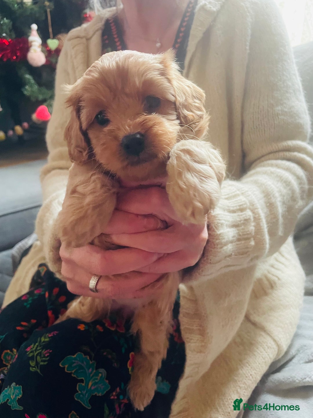 Cavapoo dogs for sale: F2 toy Cavapoo - Advert 3