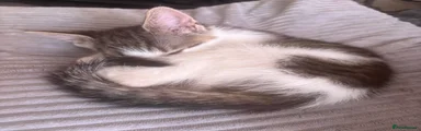 British Shorthair Kitten 1