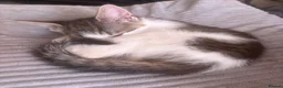 British Shorthair cats for sale: Beautiful Tabby Kittens for sale in Cullompton - Advert 4