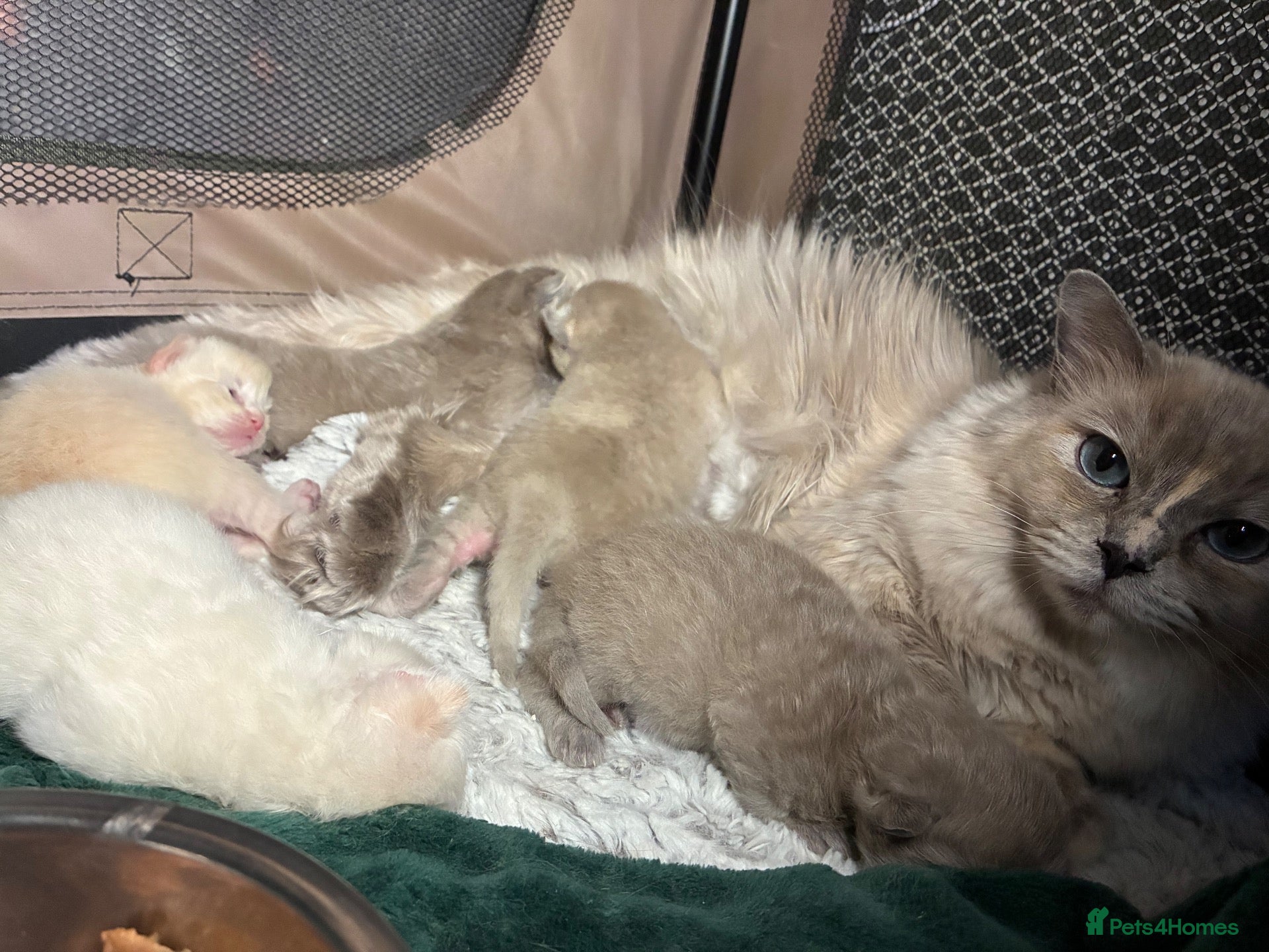 Ragdoll cats Pedigree registered mink /sepia Ragdolls - Advert 12