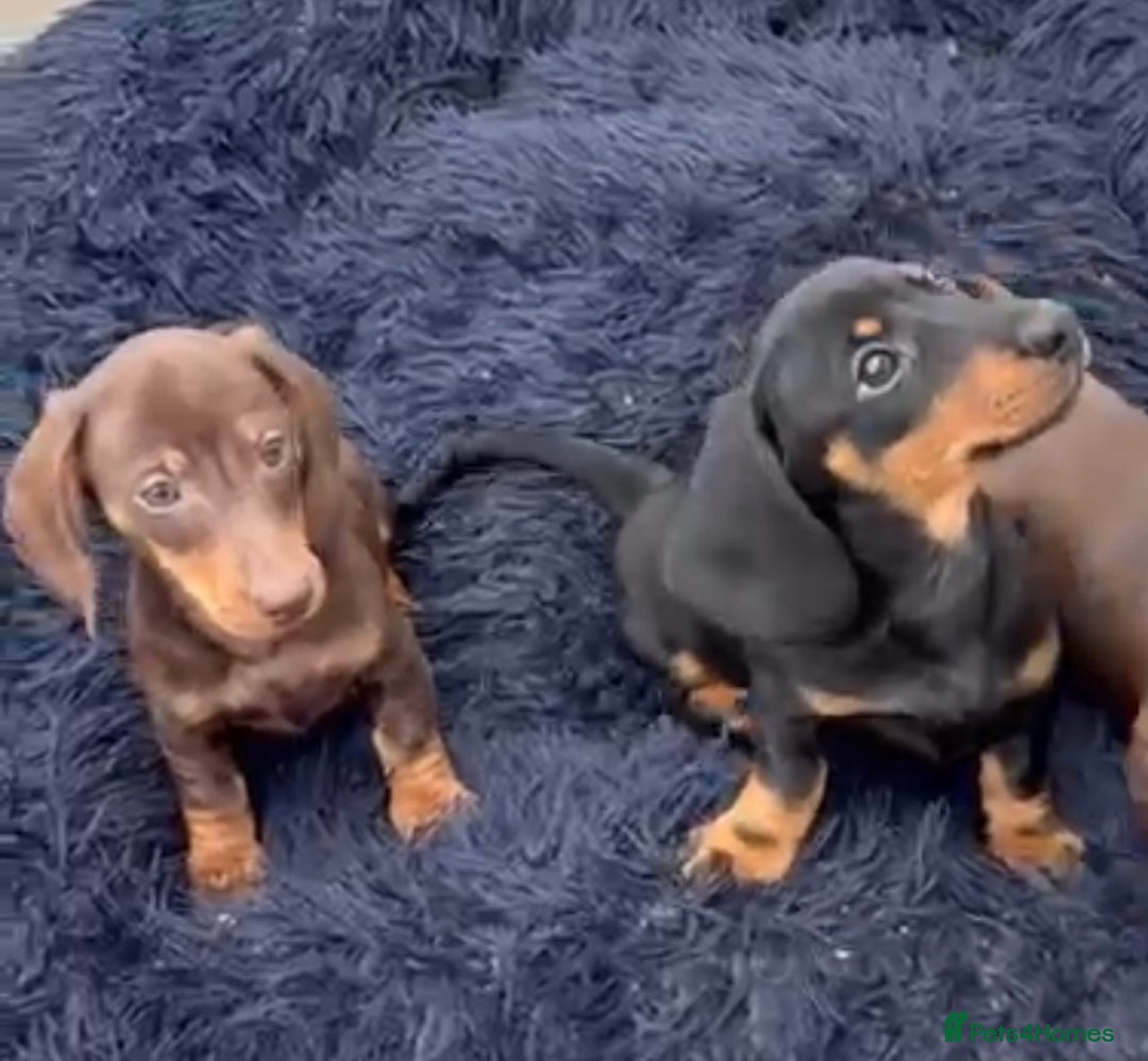 Miniature Dachshund dogs for sale: Mini dachshund smooth 1 choc&tan boy available  - Image 40