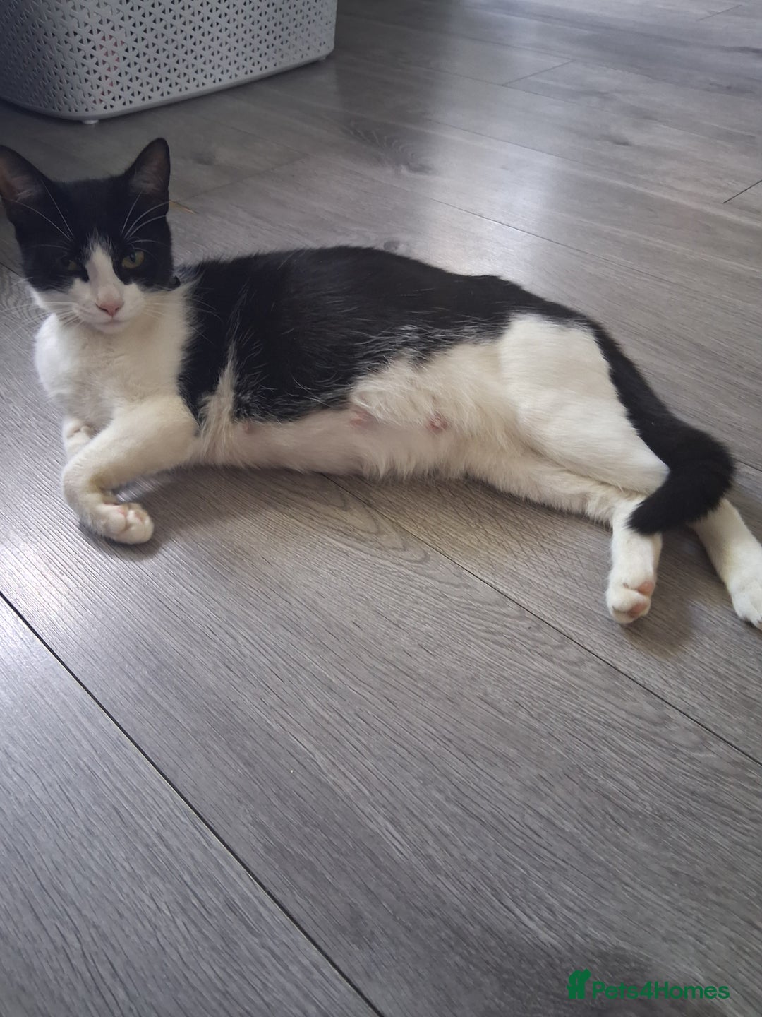 Mixed Breed cats for sale: 3 Beautiful Kittens  - Advert 8