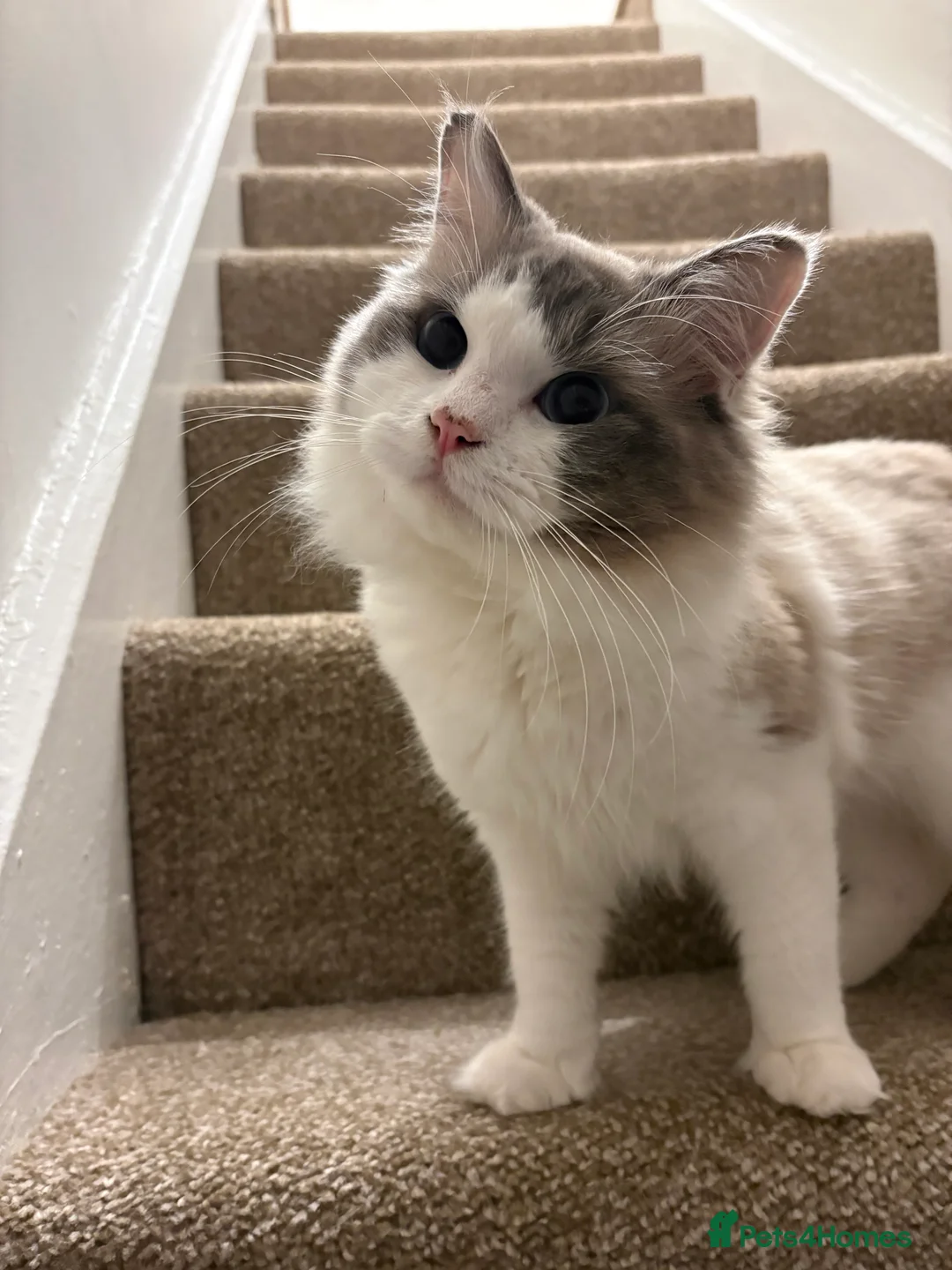 Ragdoll cats for sale: Male ragdoll one years old - Advert 9