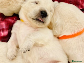 Golden Retriever dogs Champion lines~ 1 Girl Available 🎀 ~ DNA tested - Advert 5