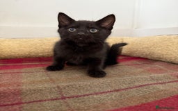 Mixed Breed cats for sale: Lovely kittens - Image 4