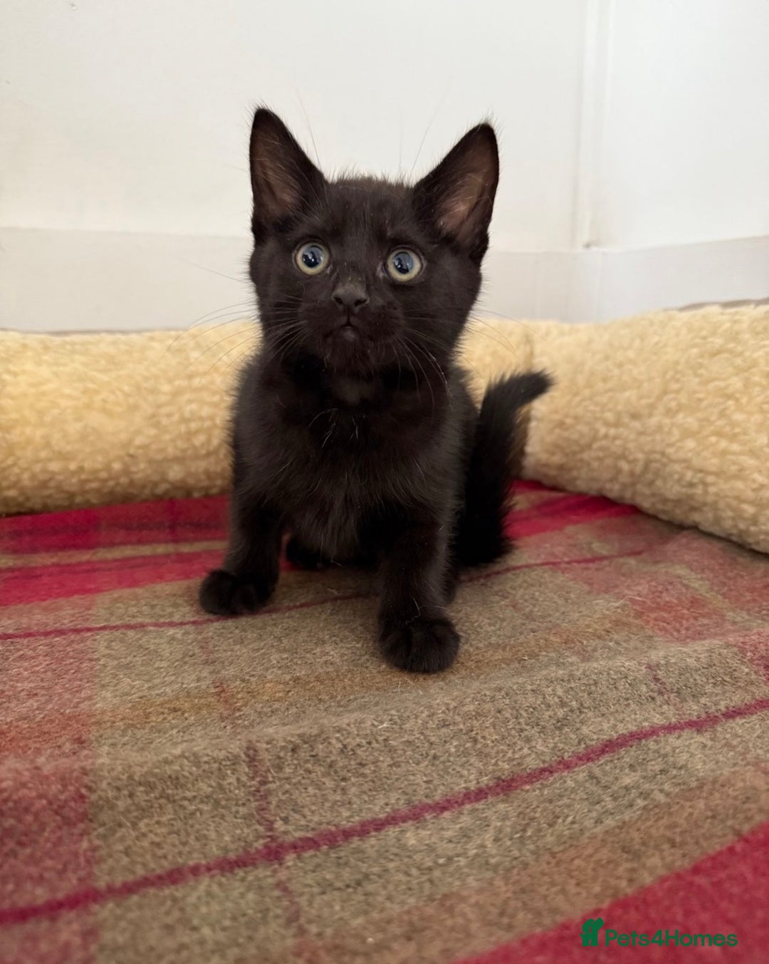 Mixed Breed cats for sale: Lovely kittens - Image 4
