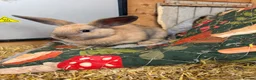 Mini Lion Lop rabbits for sale: Baby Rabbits for sale  - Advert 9