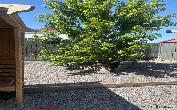 Netherland Dwarf rabbits - Advert 1